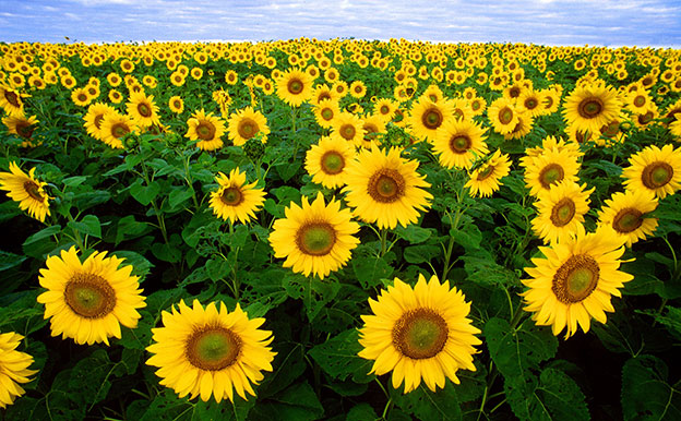 Titelbild Sonnenblumen Feld Biokraftstoffe